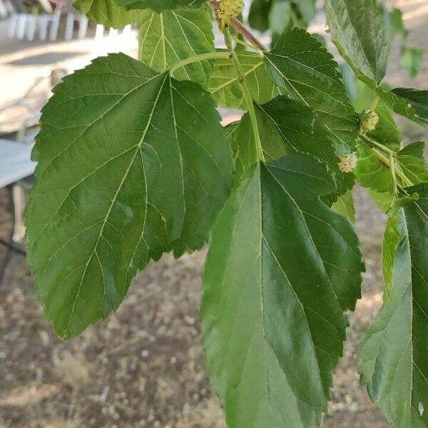 Morus alba Leaf