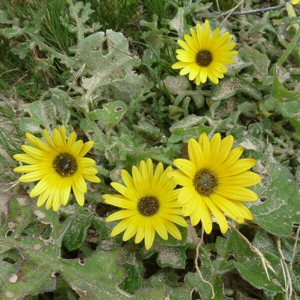 Arctotheca calendula 花