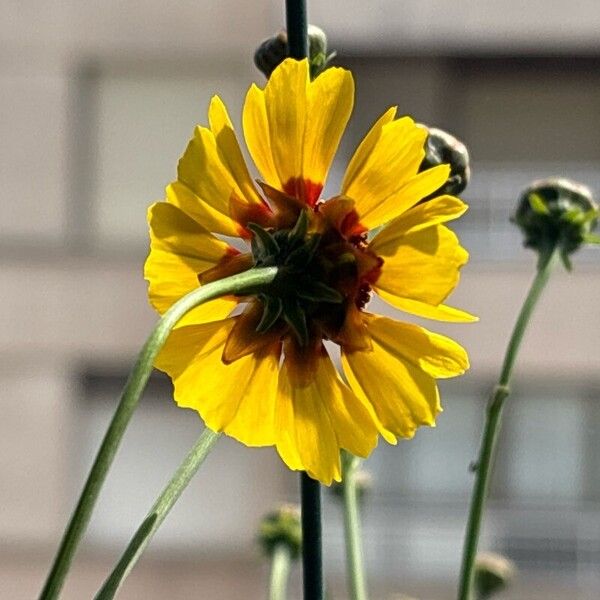 Coreopsis tinctoria Cvet