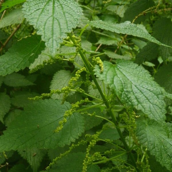 Urtica morifolia Hàbitat