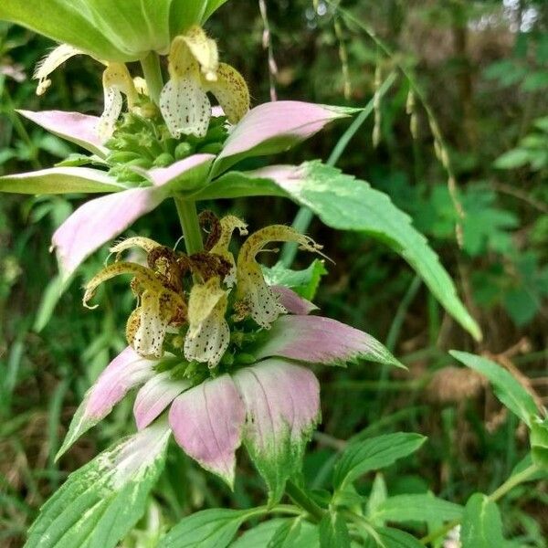 Monarda punctata Flower