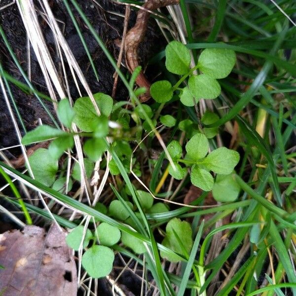 Cardamine flexuosa Blad