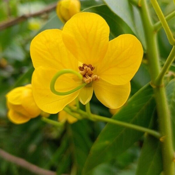 Senna petersiana Flower