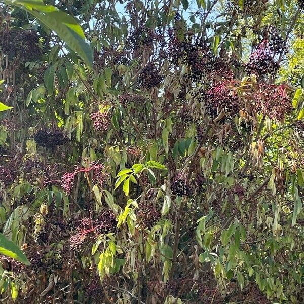 Sambucus nigra Habit