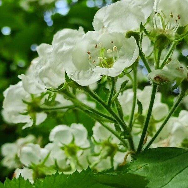 Crataegus submollis Flor