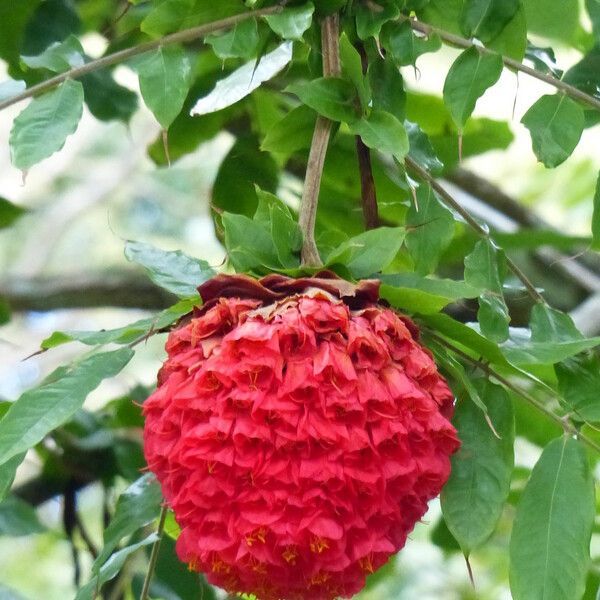 Brownea grandiceps Floro