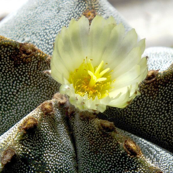 Astrophytum myriostigma फूल