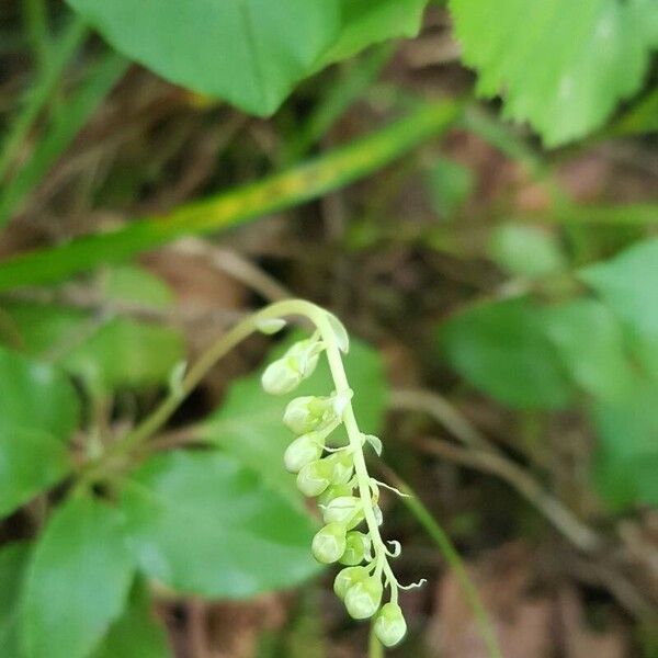 Orthilia secunda Flower