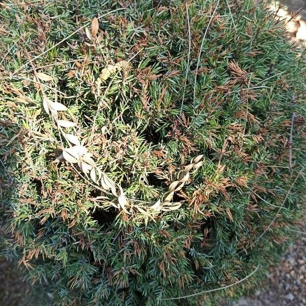 Juniperus communis Blatt