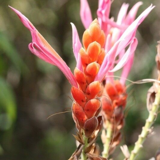 Aphelandra sinclairiana Kukka