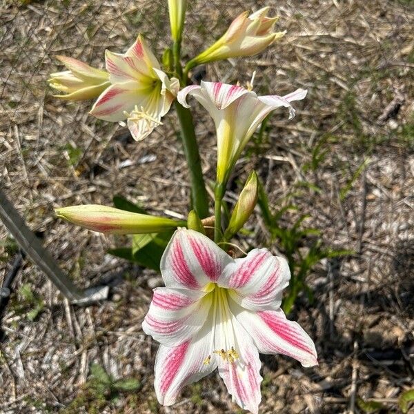 Hippeastrum vittatum Flower