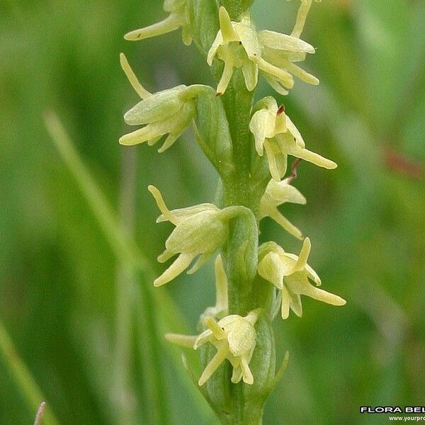 Herminium monorchis Blomma