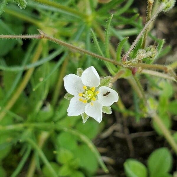 Spergula arvensis Bloem