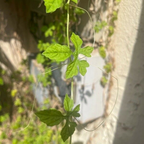 Momordica charantia Leaf