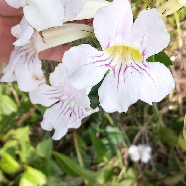 Bignonia aequinoctialis Kvet