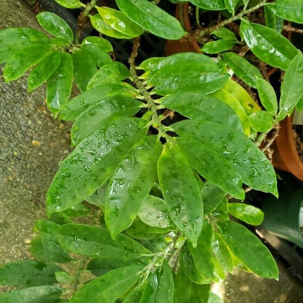 Procris pedunculata Лист