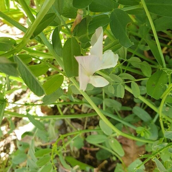 Vicia grandiflora Цвят