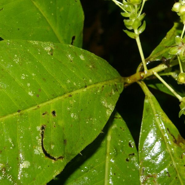 Ardisia opegrapha Leaf
