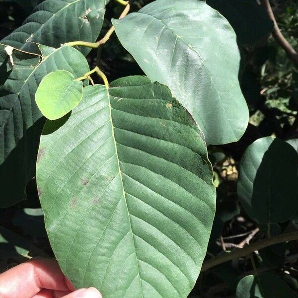 Annona senegalensis Frunză