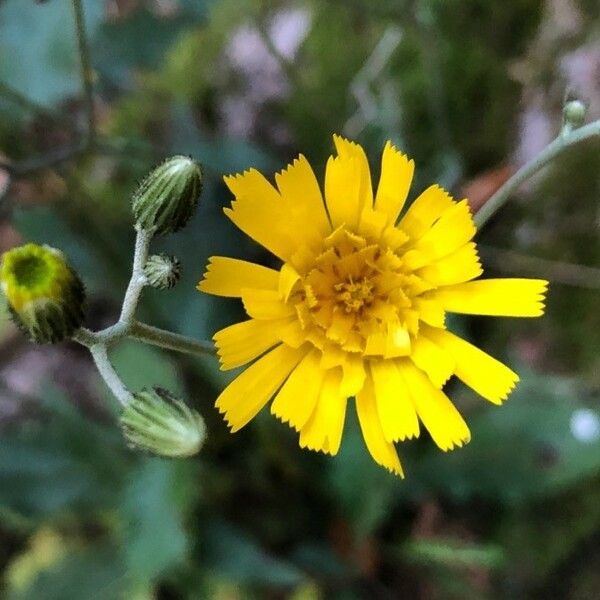 Hieracium murorum Blüte