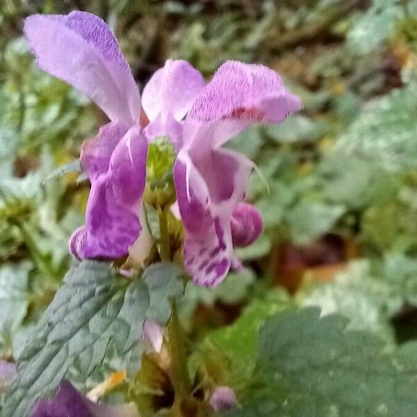 Lamium maculatum Blüte