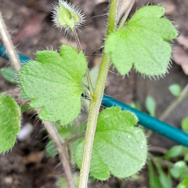 Veronica hederifolia Φύλλο