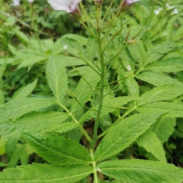 Cardamine heptaphylla кора