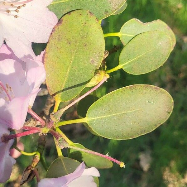 Rhododendron vernicosum Blad