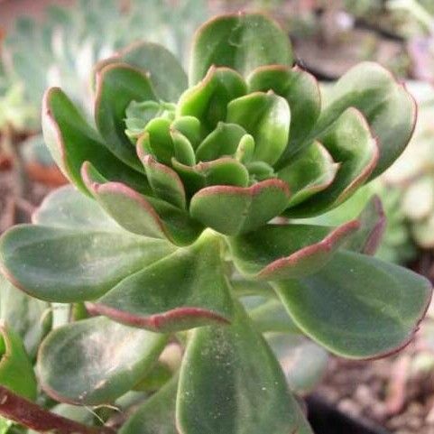 Echeveria viridissima Fulla