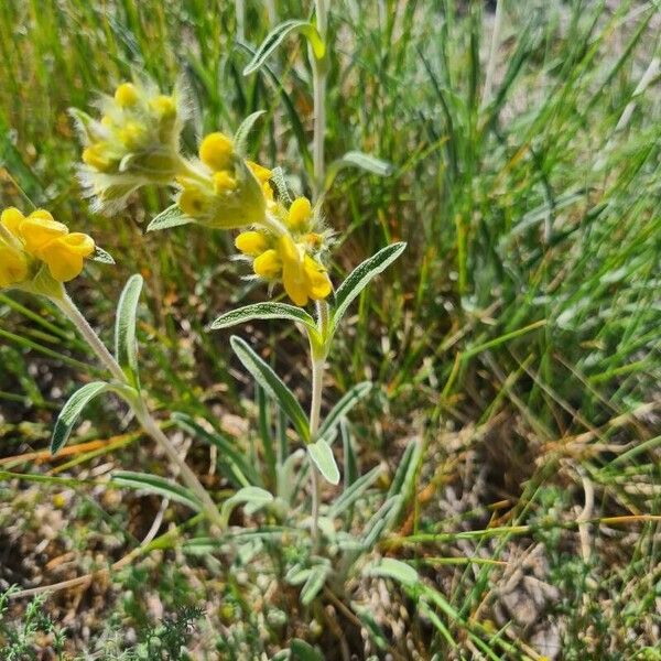 Phlomis lychnitis Hábito