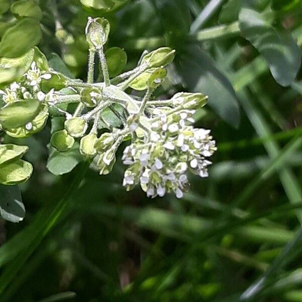 Lepidium campestre Žiedas