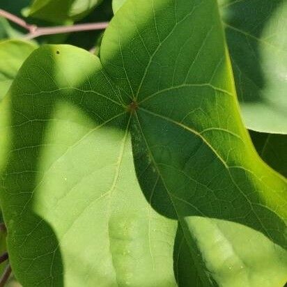 Cercis siliquastrum পাতা