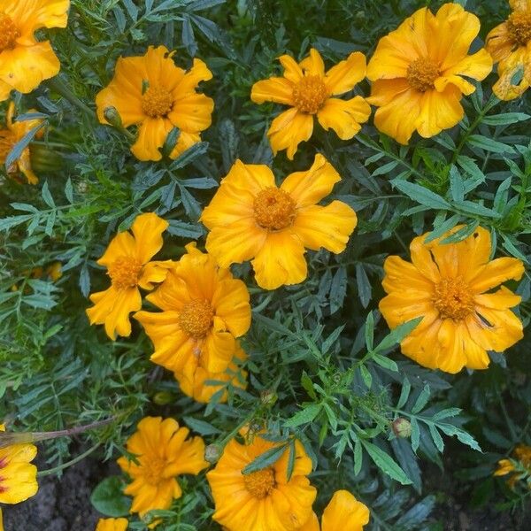 Tagetes tenuifolia 花