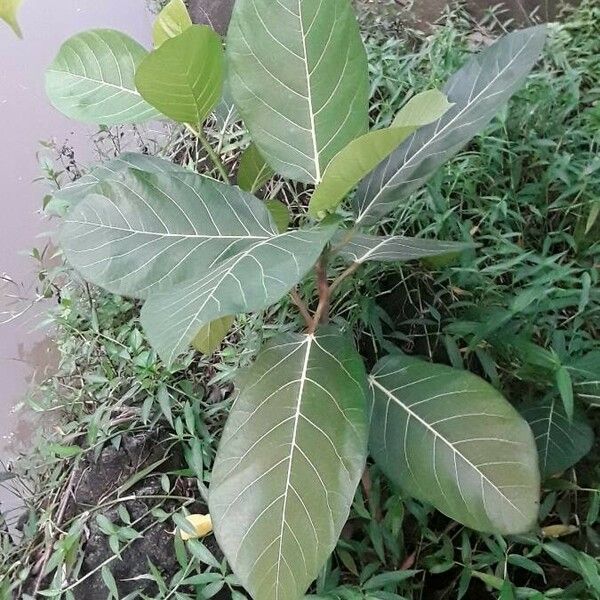 Ficus callosa Habit