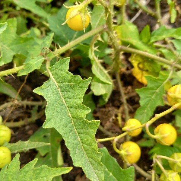 Solanum carolinense Leaf