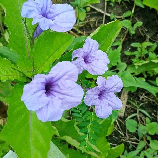 Ruellia tuberosa Flower