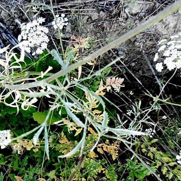 Ammi majus ᱛᱟᱦᱮᱸ