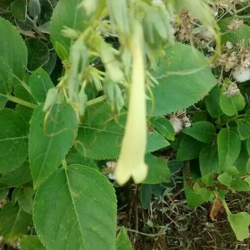 Phygelius aequalis Leaf