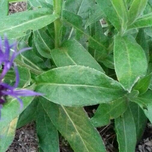 Centaurea montana পাতা