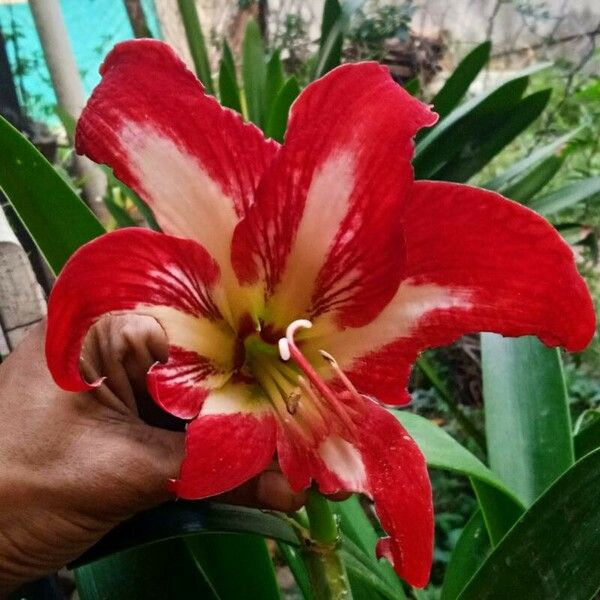 Hippeastrum correiense Flors