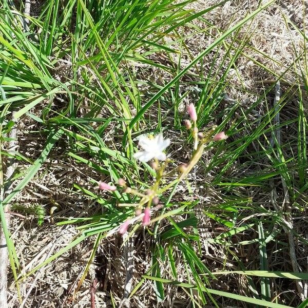 Simethis mattiazzii Flower