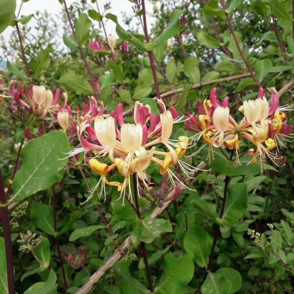 Lonicera etrusca Λουλούδι