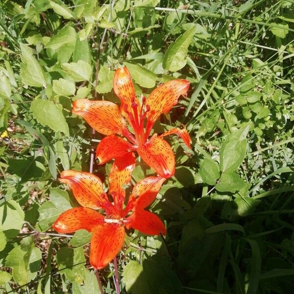 Lilium bulbiferum Fiore