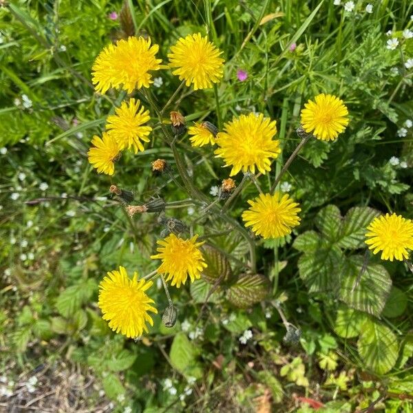 Crepis vesicaria Цвят