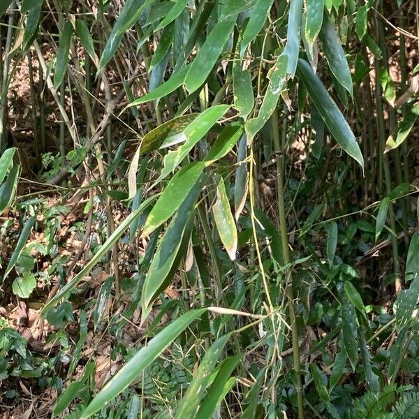 Phyllostachys aureosulcata Blad