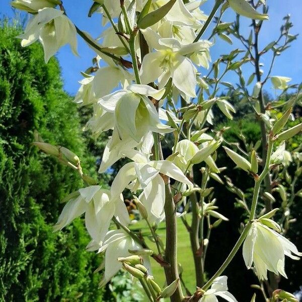 Yucca flaccida Blomst