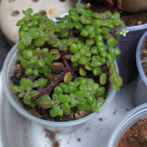 Crassula expansa Leaf