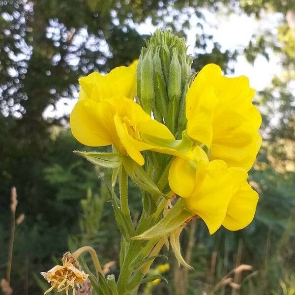 Oenothera biennis Blomma