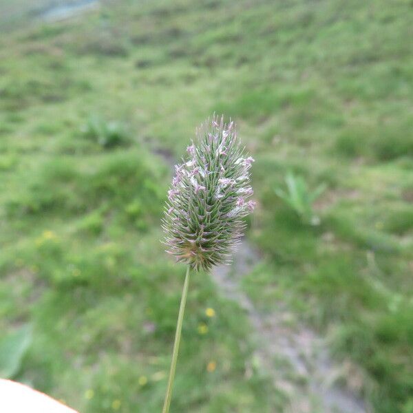 Phleum alpinum Flower