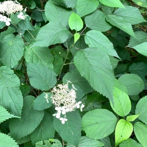 Hydrangea cinerea Flower